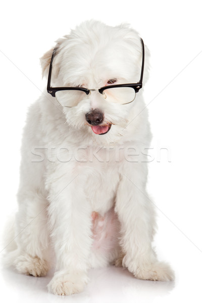 portrait of a dog in glasses.  Funny white dog in glasses Stock photo © EwaStudio