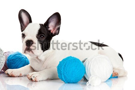 French Bulldog  puppy with a wool balls isolated on white backgr Stock photo © EwaStudio