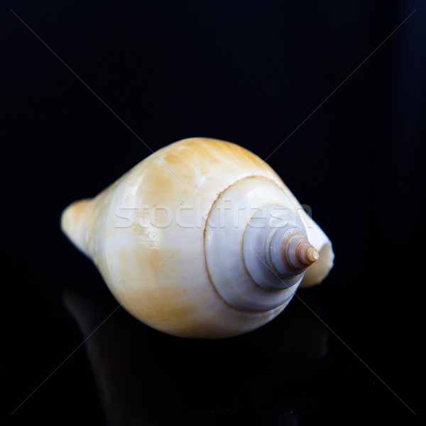 Mer shell noir nature fond océan [[stock_photo]] © EwaStudio
