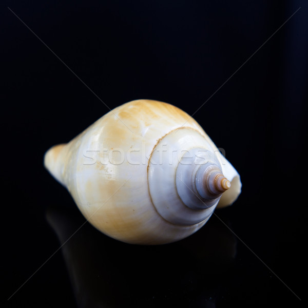Sea shell  on black background.  Stock photo © EwaStudio