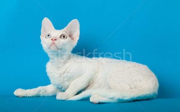 Devon Rex cat on blue background  Stock photo © EwaStudio