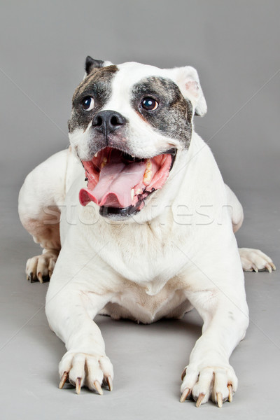 Amerikai bulldog portré szürke kutya háttér fiatal Stock fotó © EwaStudio