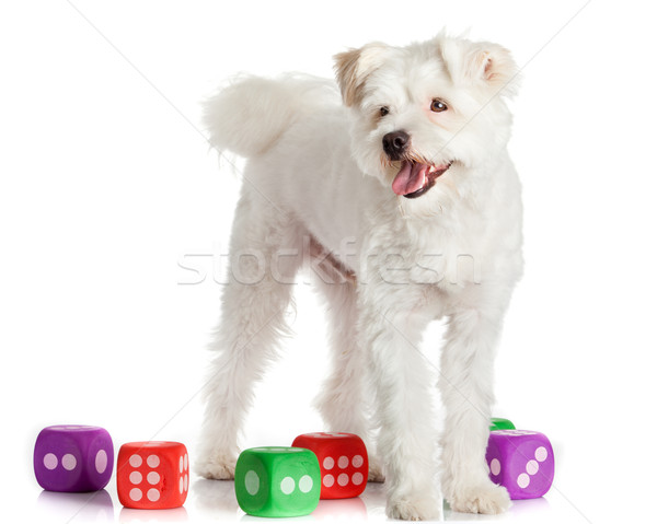 funny dog  with toys isolated on white Stock photo © EwaStudio