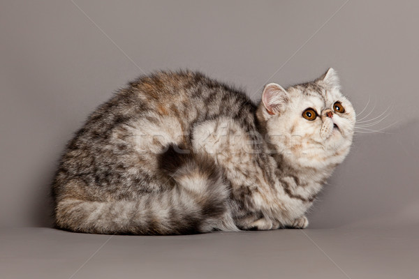 Exotic shorthair pisică gri ochi Imagine de stoc © EwaStudio