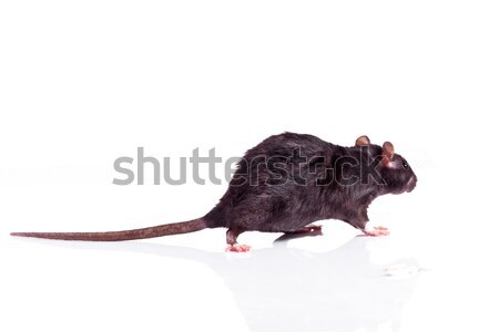 a rat with a purse Stock photo © EwaStudio