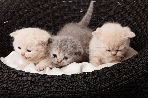 Foto stock: Gatinhos · cesta · gato · adormecido · bebê · engraçado