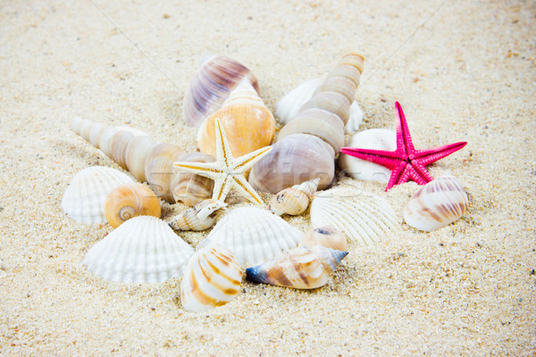 The exotic sea shell . treasure from the sea. Stock photo © EwaStudio