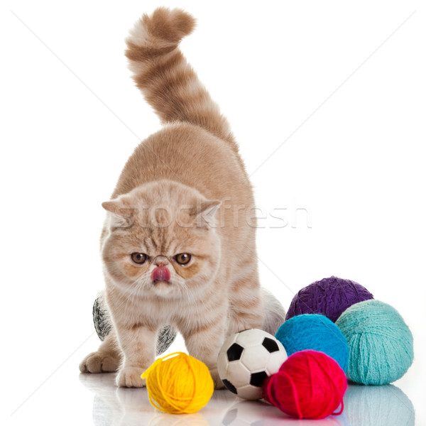 Exótico shorthair gato jovem estúdio Foto stock © EwaStudio