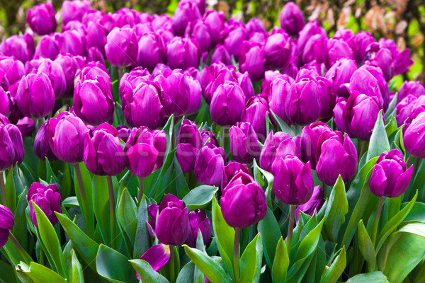 [[stock_photo]]: Coloré · tulipes · belle · fleurs · du · printemps · printemps · paysage