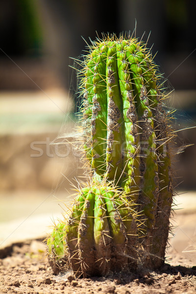 Cactus blad tuin aarde zand kleur Stockfoto © EwaStudio