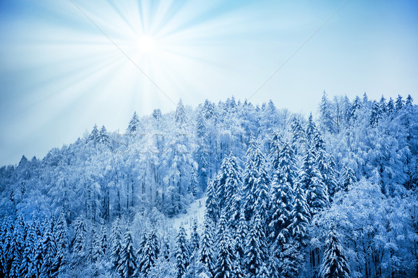 Trees covered with hoarfrost. Beautiful winter landscape with sn Stock photo © EwaStudio
