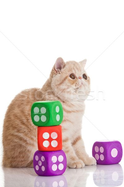 Stock photo: Exotic shorthair cat. Cute tabby kitten playing on white backgro