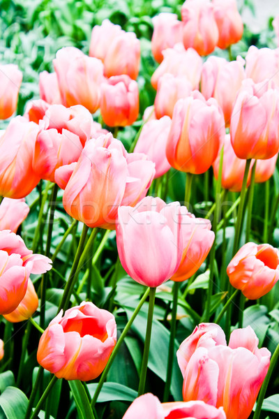 Gyönyörű tavaszi virágok tulipánok fű levél nyár Stock fotó © EwaStudio