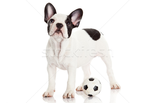 French bulldog puppy with toy  ball over white Stock photo © EwaStudio