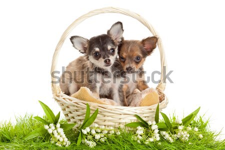 Chihuahua puppies. lovely puppy s.  portrait of puppies in a bas Stock photo © EwaStudio