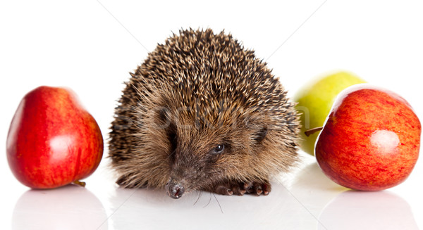 hedgehog with an apple.  hedgehog isolated. Stock photo © EwaStudio