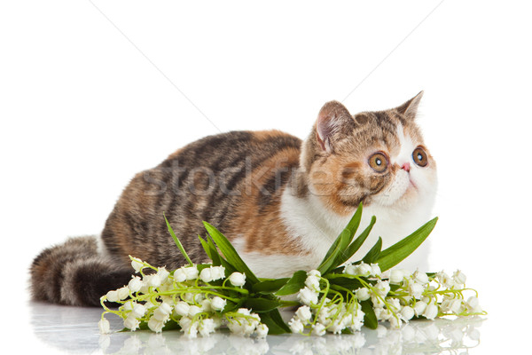 短毛 ·猫· 性质 · 年轻 · 动物 / exotic shorthair cat