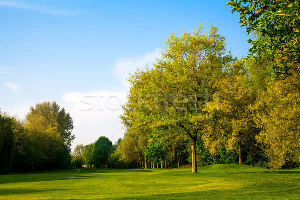 美しい 夏 風景 緑 フィールド 木 ストックフォト © EwaStudio