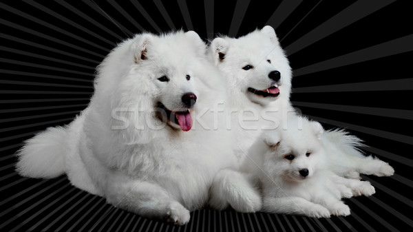 Samoyed dog  family Stock photo © EwaStudio