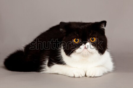 Stock foto: Exotischen · Kurzhaar · Katze · Perserkatze · grau · Augen