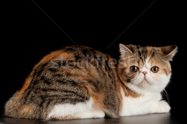 Imagine de stoc: Exotic · shorthair · pisică · pisica · domestica · negru · natură