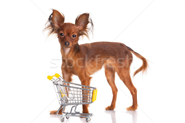 Juguete terrier cesta de la compra aislado blanco funny Foto stock © EwaStudio