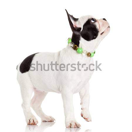 French bulldog puppy.  Stock photo © EwaStudio