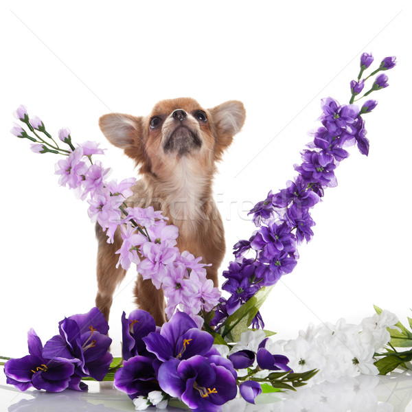 Cão flores branco bebê feliz retrato Foto stock © EwaStudio