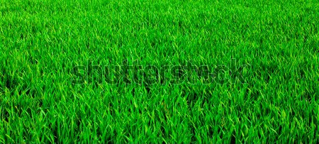 Grass background  Stock photo © EwaStudio