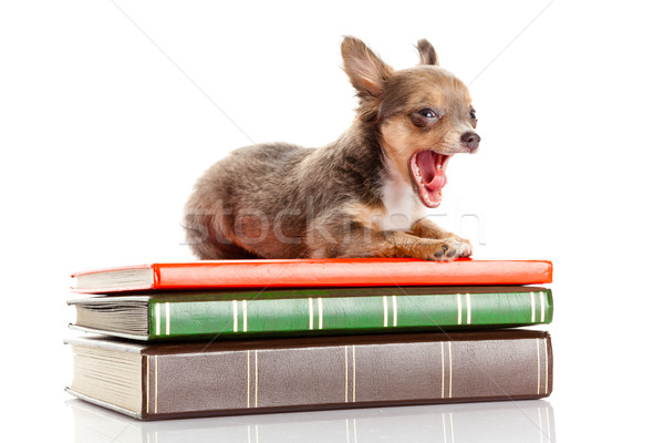 [[stock_photo]]: Chien · livres · chiot · fond · étude · drôle