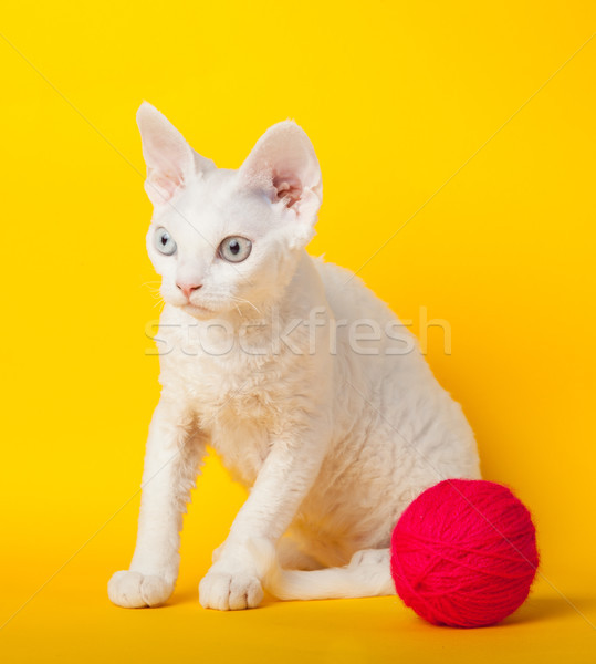 Devon Rex cat on yellow background  Stock photo © EwaStudio