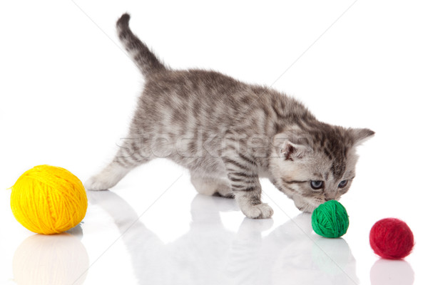 Gatito pequeño blanco rojo animales Foto stock © EwaStudio