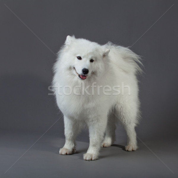 Samoyed dog  Stock photo © EwaStudio