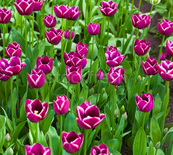 Belle fleurs du printemps tulipes herbe feuille été [[stock_photo]] © EwaStudio