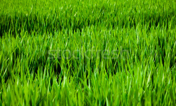 Grass background  Stock photo © EwaStudio