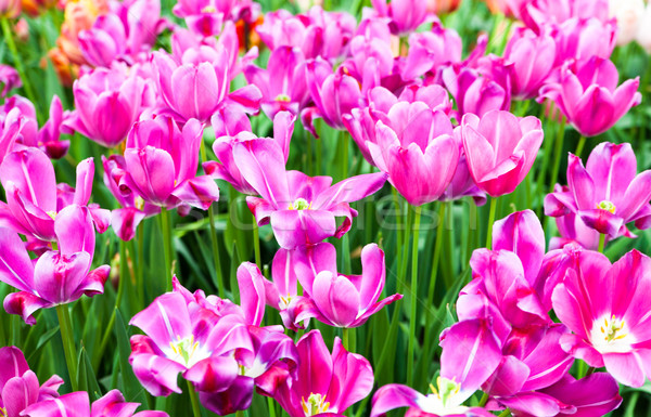 Farbenreich Tulpen schönen Frühlingsblumen Frühling Landschaft Stock foto © EwaStudio