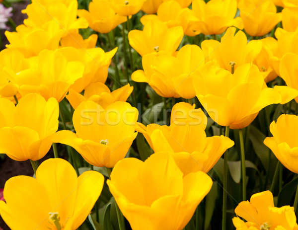 Stockfoto: Kleurrijk · tulpen · mooie · lentebloemen · voorjaar · landschap