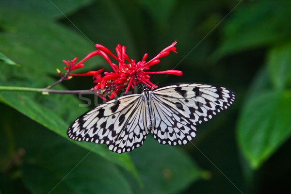 Vlinder mooie vergadering boom gras tuin Stockfoto © EwaStudio