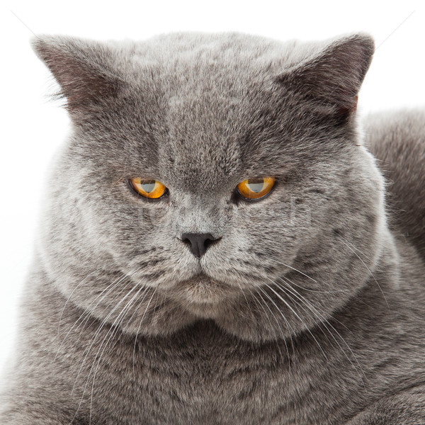 Britisch Kurzhaar Katze weiß isoliert Natur Stock foto © EwaStudio