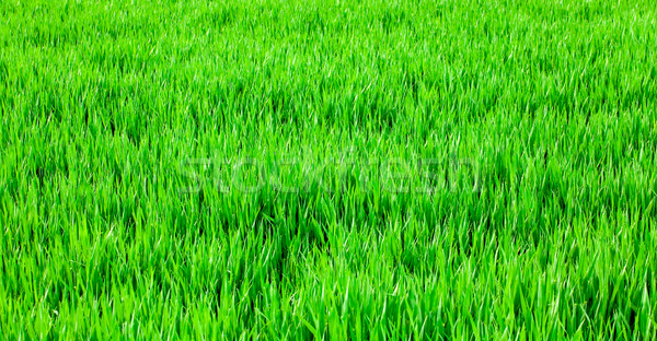 Grass background  Stock photo © EwaStudio