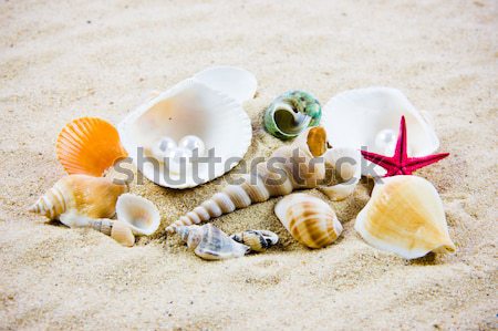The exotic sea shell . treasure from the sea. Stock photo © EwaStudio