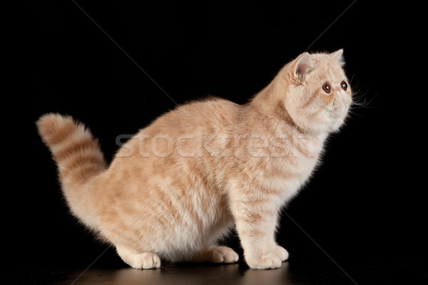 Exotic Shorthair Cat Exotic Domestic Cat On Black Background