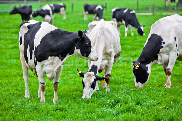 Cows on meadow with green grass. Grazing calves Stock photo © EwaStudio