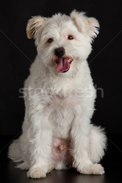 Stock foto: Jungen · weiß · Hund · schwarz · Haar · Hintergrund