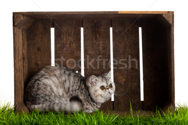 Exotic shorthair pisică frumos cutie lemn Imagine de stoc © EwaStudio