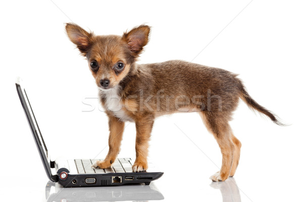 Retrato bonitinho cão laptop branco computador Foto stock © EwaStudio