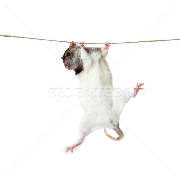 Ratte kriechen Seil weiß Natur Schönheit Stock foto © EwaStudio