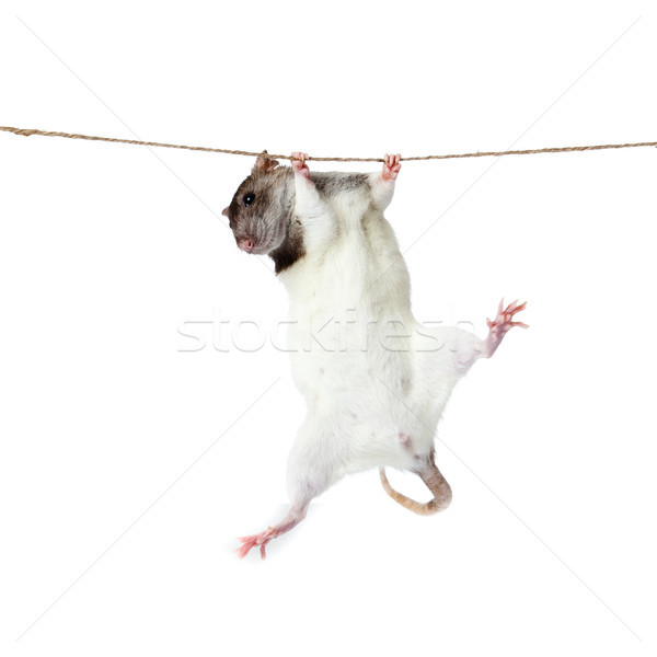 a rat crawling on a rope. rat clutching at rope on white background Stock photo © EwaStudio