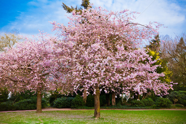 [[stock_photo]]: Sakura · fleurs · floraison · belle · rose · cerisiers · en · fleurs