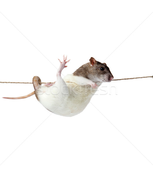 a rat crawling on a rope. rat clutching at rope on white background Stock photo © EwaStudio